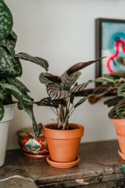 Pflanzen und ihre Wirkung auf den Menschen, verschiedene Sorten der Art "Calathea", StudySmarter Magazine